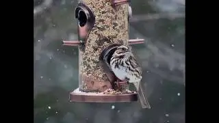 Balcony Birding!