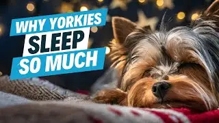 The Secret World of Yorkie Dreams and Why They Sleep So Much