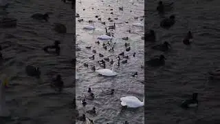 Sweden.Stockholm 🇸🇪(Str&ouml;mbron).Swans, ducks and birds.Thụy Điển.