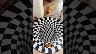 Dogs&rsquo; reactions to optical illusion carpet are hilarious! 😂 🐶#funny #shorts #dog