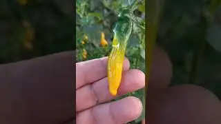 Aji Lemon Drop, острый перец