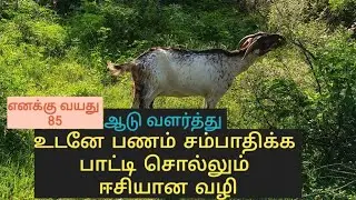ஆடு வளர்த்து பணம் சம்பாதிக்க பாட்டி சொல்லும் ஈசியான வழி🔥  | புளிச்ச உப்புமா  