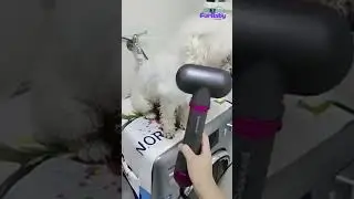 Silent Pet Hair Dryer & Comb | Perfect for Cats & Dogs! 🐾✨ #shorts