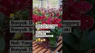 Ada yang sama seperti ini orchid lovers?🤭 #anggrek #lucu #viral #anggrekbulan