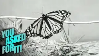 How Monarchs Find Their Way Home | You Asked For It