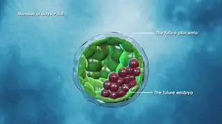 Nicolas Rivron laboratory_The blastoid project