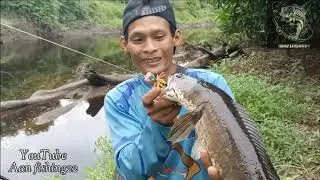 Sangat sadis mancing ikan gabus terbersar