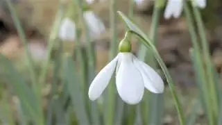 Snowdrop flowers opening close up time-lapse