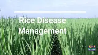 Row Rice Virtual Field Dr. Don Groth rice pathology talk.