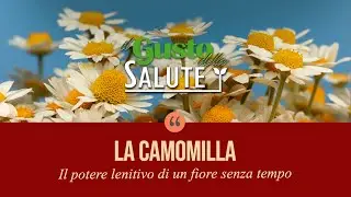 Il Gusto della Salute: la Camomilla