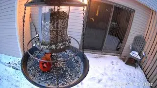 2026/01/21 - A male Northern Cardinal opens the feeder up and prevents a female from joining in