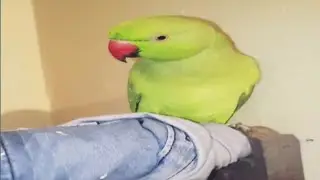 My Talking Parrot || Speaking In My Room || Indian Parrot New video 😑