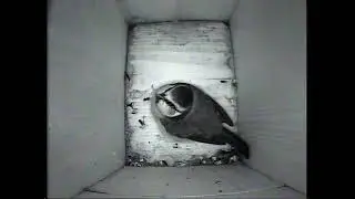 Blue tit using garden nest box for winter roost 2020 Nov 7