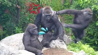 Momoka's attack made baby gorilla Sumomo frightened and Momoko angry | Gorilla Haoko Troop