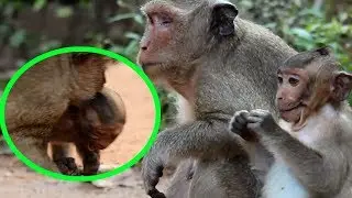 Mom Popeye Bites Sweet Pea Because She Is Angry Him, Sweet Pea Baby Monkey, Monkey, TM #302