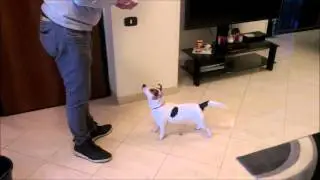 I giochi di Jack Five  (The Jack Five's games) cane Jack Russel  (dog)