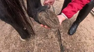 Hoof Pick 2