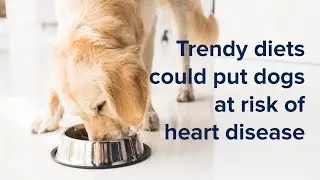 Popular Dog Food Diets Could Put Canines at Risk of Heart Disease