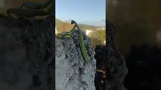 🦗🦂 wild mantis in greece