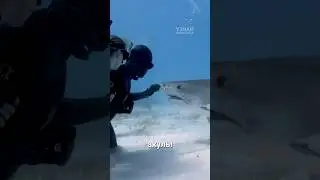 Акулам не интересны дайверы!