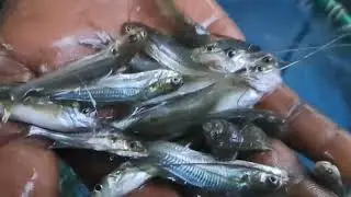 বড় সাইজের গুলশা মাছের পোনা। Gulsha Fish Seeds in Bangladesh. ☎️01701386451যোগাযোগ করুন। #fish