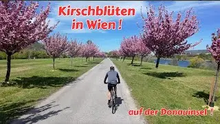 Kirschbl&uuml;ten in Wien  |  Donauinsel | Cherry Blossoms in Vienna