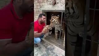 Checking the tiger cub in the cave of tiger #MashaAllah #faiziwildlifefarm