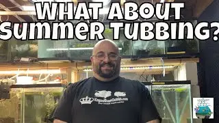 What about Summer Tubbing? Guppy Fish Breeding for profit Tub!