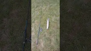 Savage gear caviar spinner  and Zemex hellas sea bass 1002mh,ловля на дальняк