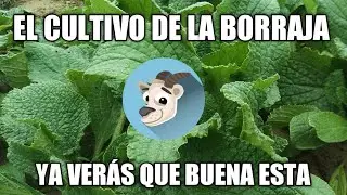 COMO PLANTAR BORRAJAS, APRENDE SU CULTIVO, SUPERFACIL. El corralico de dani