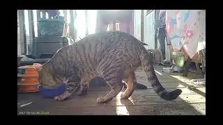 Emma's Animals 53 - The-One-Who-Feeds