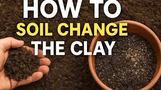 How to soil change the clay 