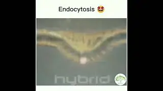endocytosis 3d video.                                    #bio# 3d animation# video##endocyrtosis##.