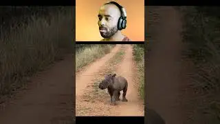 Les humains n'&eacute;taient pas cens&eacute;s voir &ccedil;a #animaux #nature #omg
