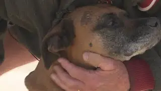 Unleashed dogs are Denver park's top violation as attacks reportedly rising