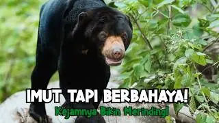 Wajah Imut Menipu! Beruang Madu (Sun Bear): Fakta Paling Agresif dan Berbahaya di Hutan
