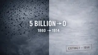 5 Billion Birds Vanished in 50 Years. Nobody Noticed