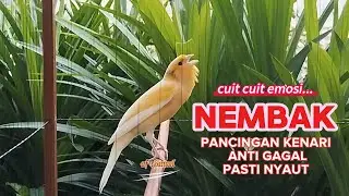 KENARI PAUD GACOR CUIT CUIT MENCARI LAWAN BIKIN EMOSI |84| COCOK BUAT PANCINGAN KENARI BELAJAR BUNYI