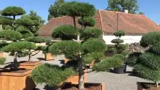 Tvarovaná borovice černá - Pinus nigra