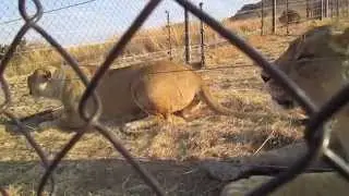 LIONS ROCK SOUTH AFRICA 2014