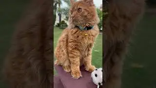 Kitten new bell 🔔 #meow #cutecat