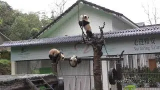Beating Around China -Panda Antics:The Babies