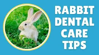 Optimizing Rabbit Dental Care Essential Tips for Healthy Bunny Teeth | Pet Adventure TV