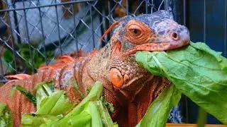 Iguana eating vegetable 🌿🌿