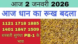 धान का भाव आज 🔴2 जनवरी 2026 | 1509,1121, बासमती | Dhaan Rate Today | Agri Commodity Price