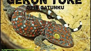 [Species] Gekon Toke (Gekko gecko) - opis gatunku / Tokay Gecko - species description