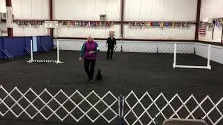 Scottish Terrier, Ike, doing heeling & hand signals in Utility B  obedience competition