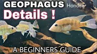FISH BREEDING ! || GEOPHAGUS CARE || GEOPHAGUS RED HUMP CICHLID DETAILS