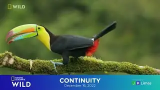 National Geographic Wild Asia continuity | December 16, 2022