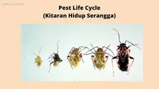 Lygus Bugs Lygus lineolaris Cotton Trees Effective for 30 days